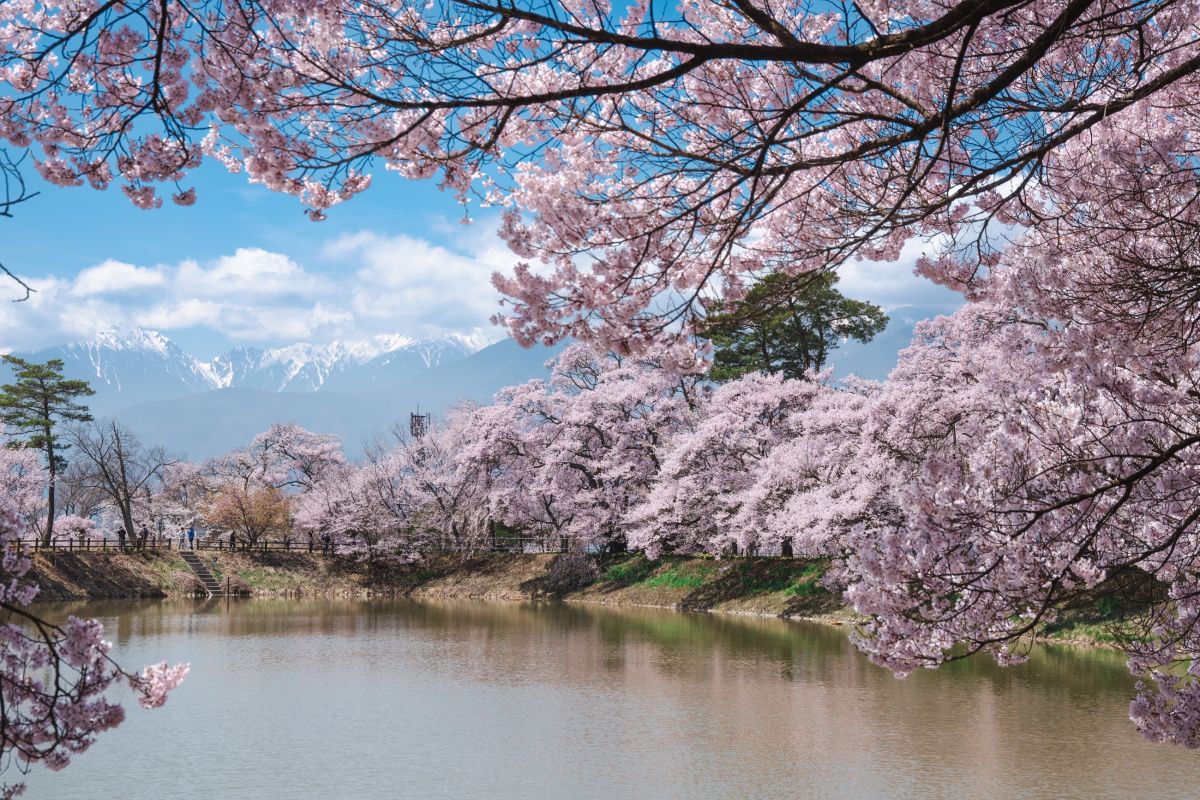 南信州の桜旅　六道の堤